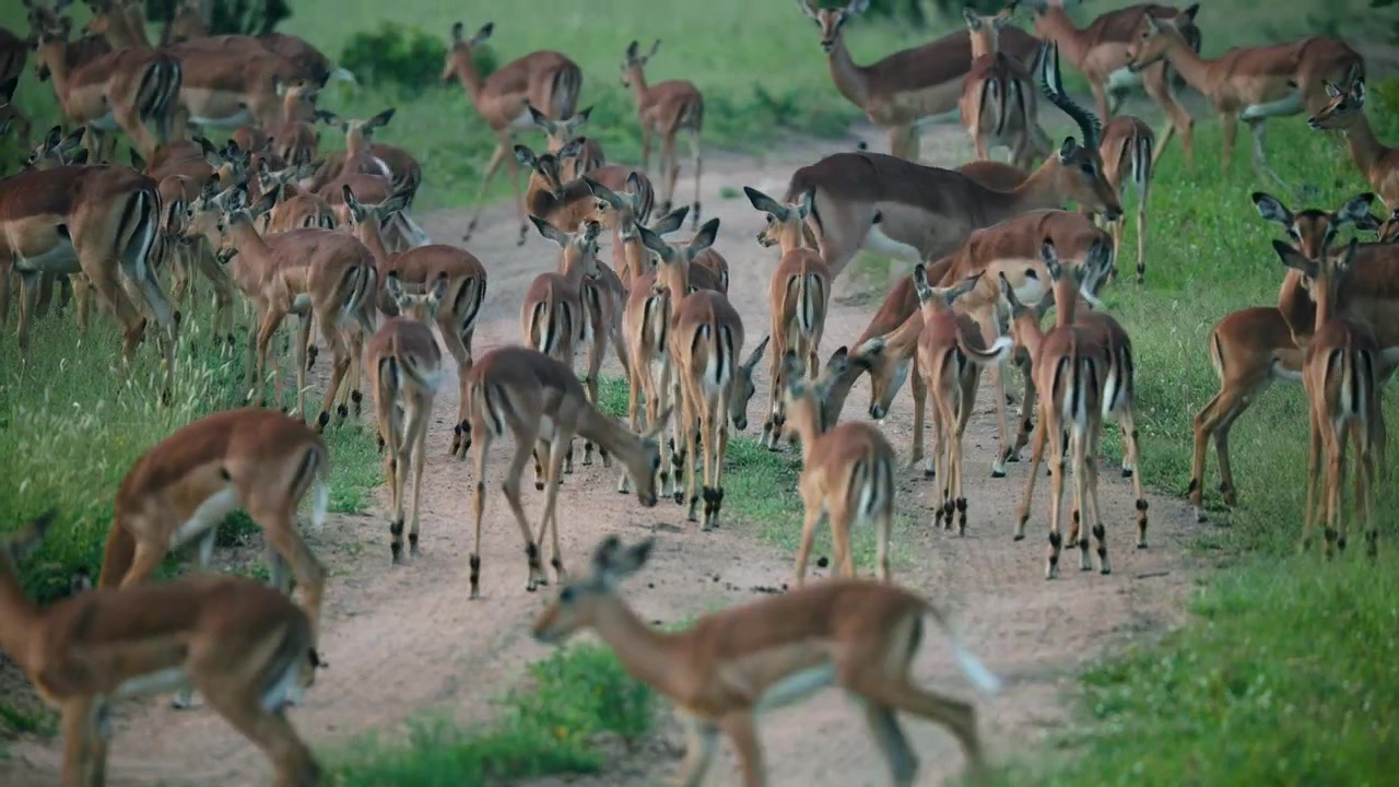 Una massiccia mandria di antilopi impala si raduna su una pista sterrata nella savana sudafricana, mostrando un autentico comportamento della fauna selvatica in un'ambientazione naturale cinematografica