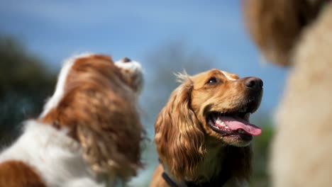 three patient good dogs are given treats and food by their master in a green park on a bright sunny day