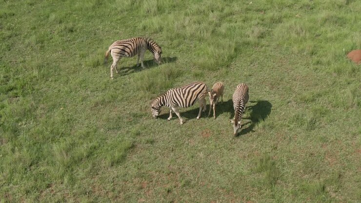 Riprese aeree con drone di un giovane cucciolo di zebra con un piccolo gruppo di zebre nella savana estiva.