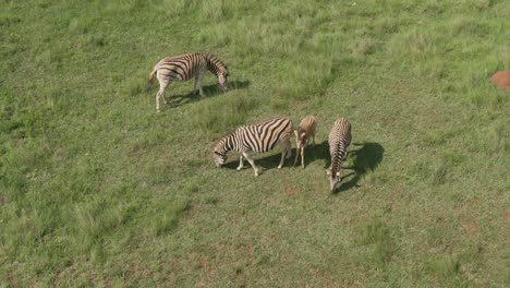 drone aerial footage of a young zebra baby with small zebra group on summer savannah