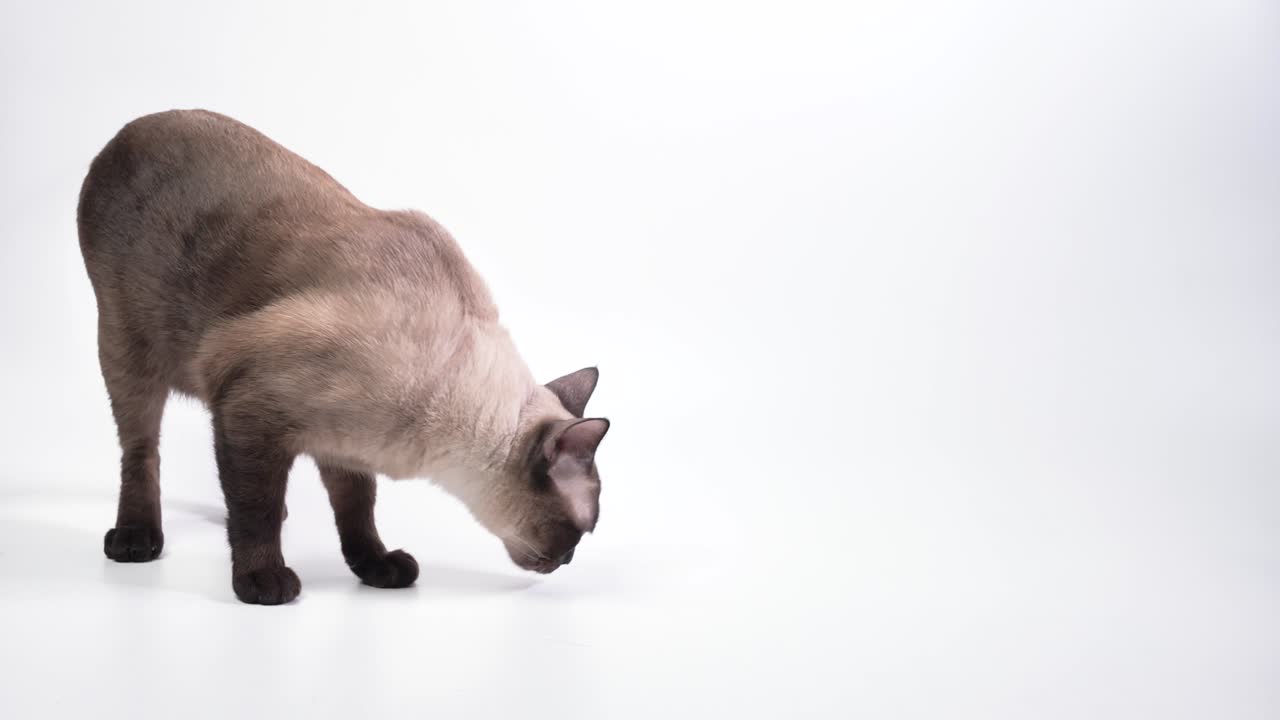 Gatto thailandese che annusa da sinistra a destra dell'inquadratura su uno sfondo bianco.