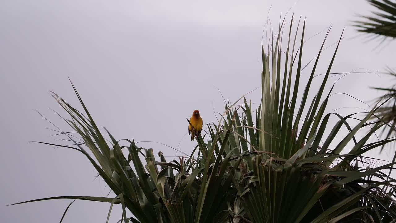 un tejedor de capa amarilla con una cabeza naranja sentado en una palmera