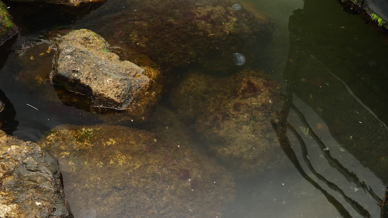 Inquadratura statica di meduse che vagano tra le rocce, Martigues, Francia