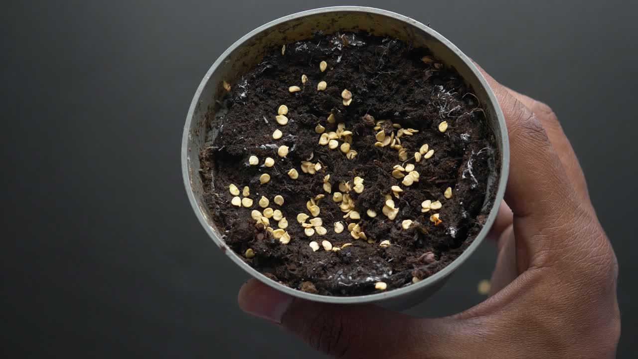 작은 비에 씨을 심는 것