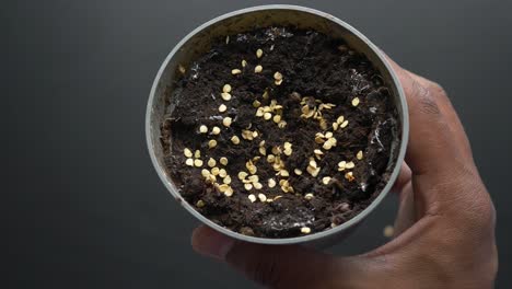 plantar semillas en una olla pequeña