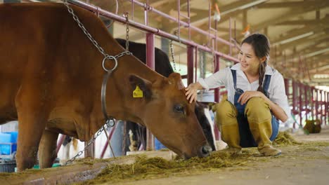 woman farmer caring for cows in a barn