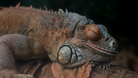Close-up-view-of-a-lizard