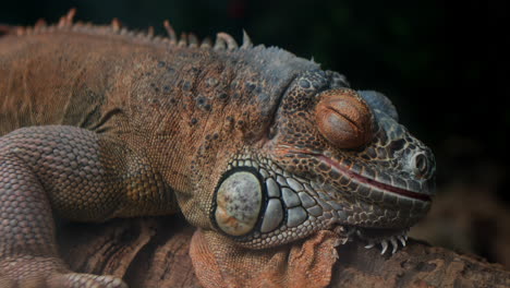 vista de perto de um lagarto