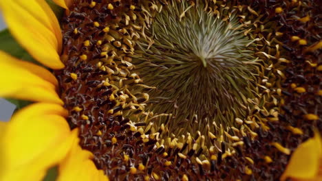 close-up view of a sunflower's center