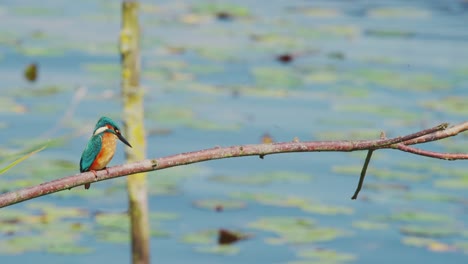 kingfisher sitzt auf einem zweig über einem idyllischen teich in friesland, niederlande, und starrt auf das wasser.