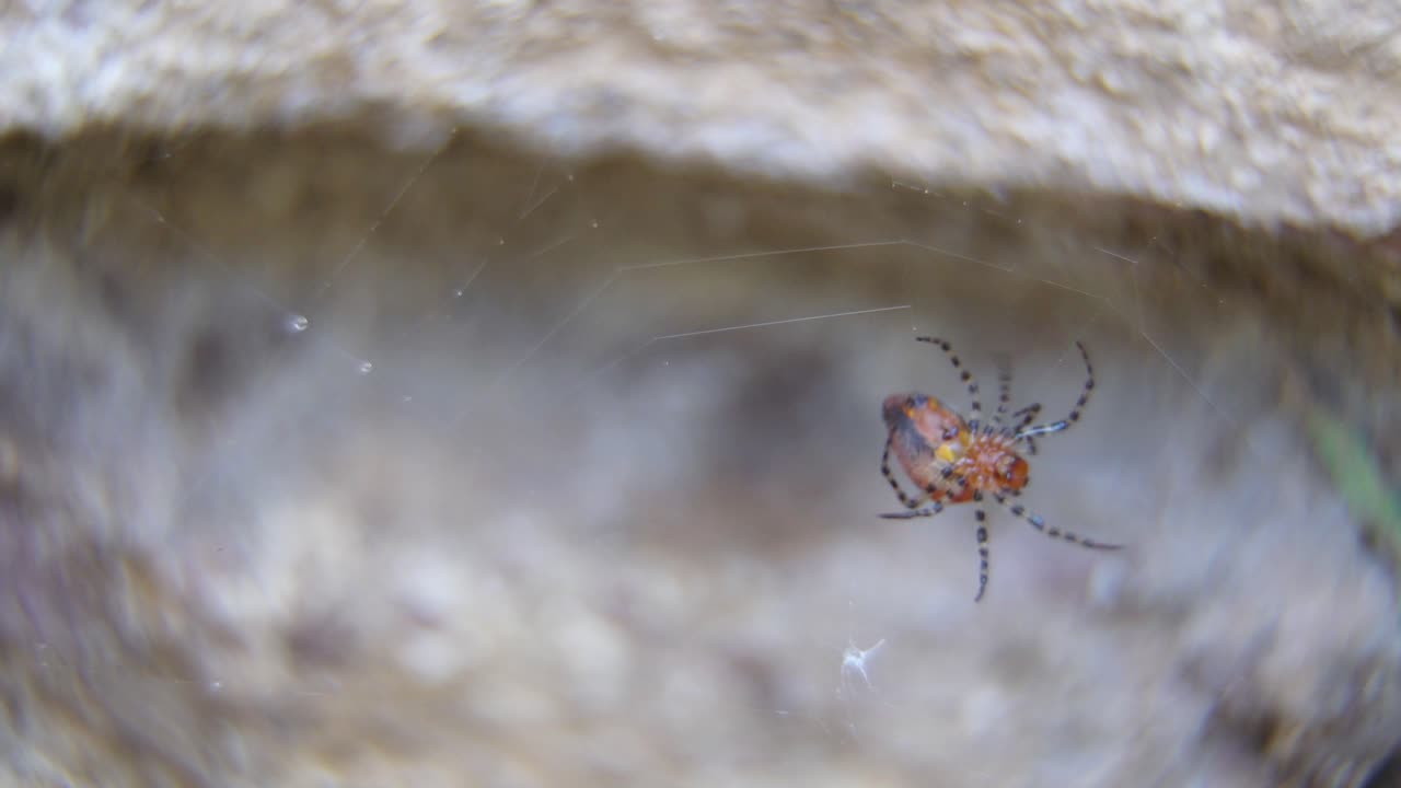 Great close-up of a red weaver spider weaving her web.