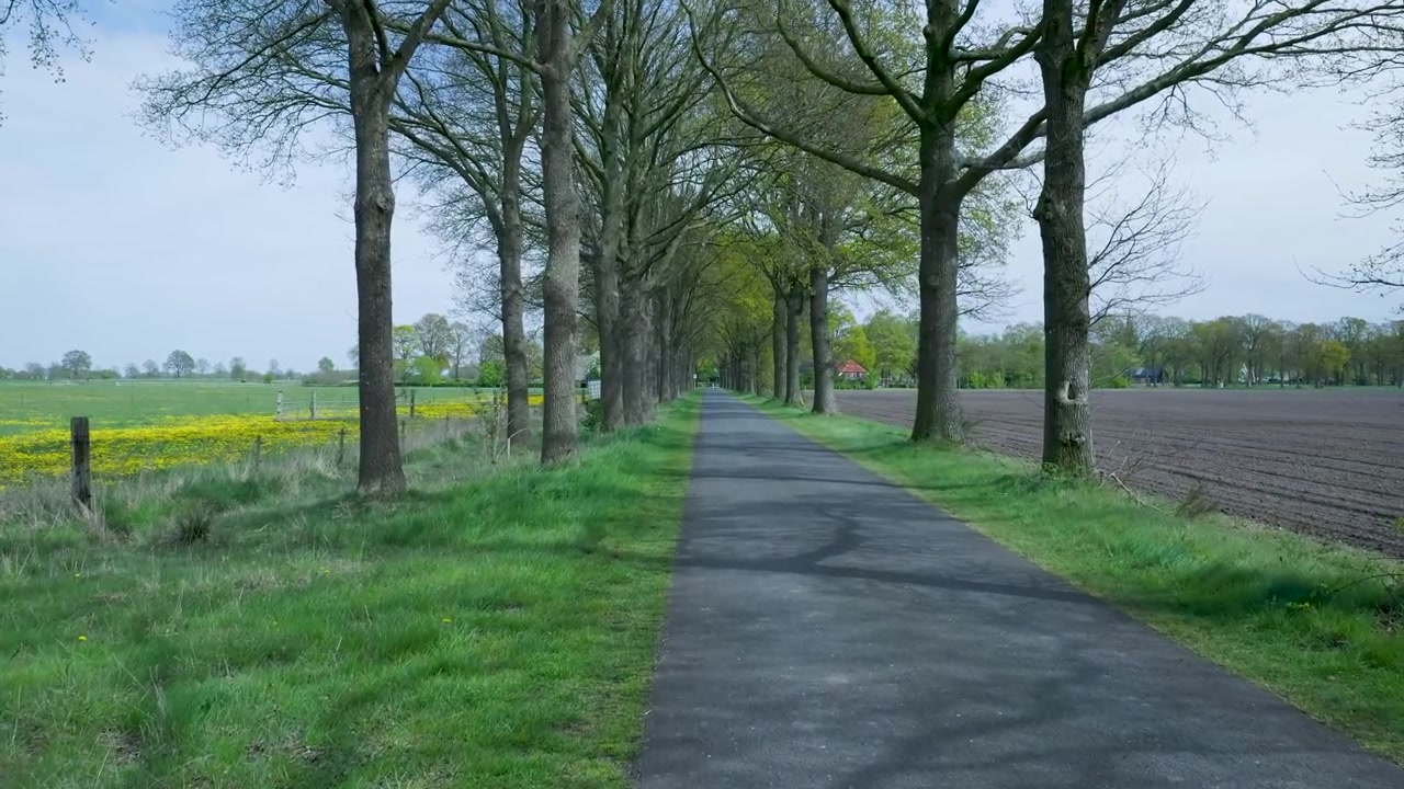 Strada di campagna vuota costeggiata da alberi in primavera