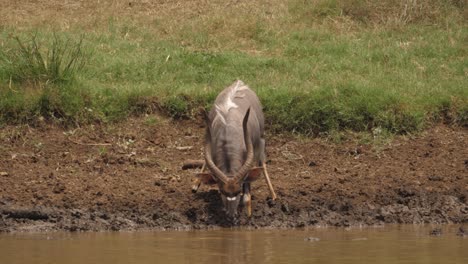 Hitzeflimmern,-Während-Vorsichtige-Männliche-Nyala-Antilopen-Aus-Einem-Schlammigen-Teich-Trinken