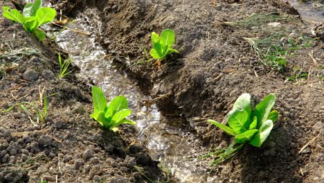 the field where various lettuces are grown is im watered by irrigation system. agriculture concept