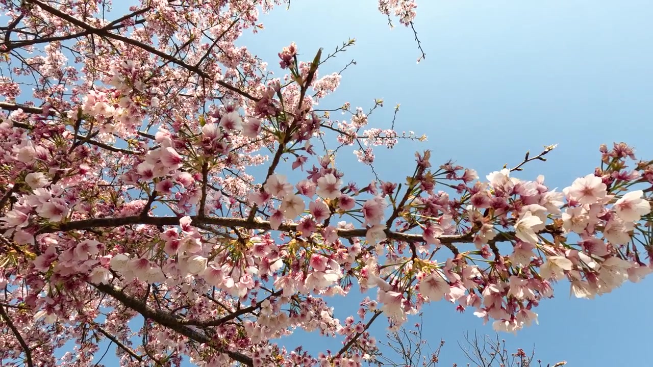 Rami di ciliegio in fiore che ondeggiano dolcemente contro un cielo azzurro limpido.