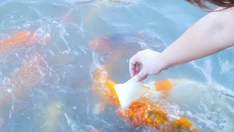 Hand-of-a-woman-feeding-koi-karper-fish-a-slice-of-white-bread,-faceless-person