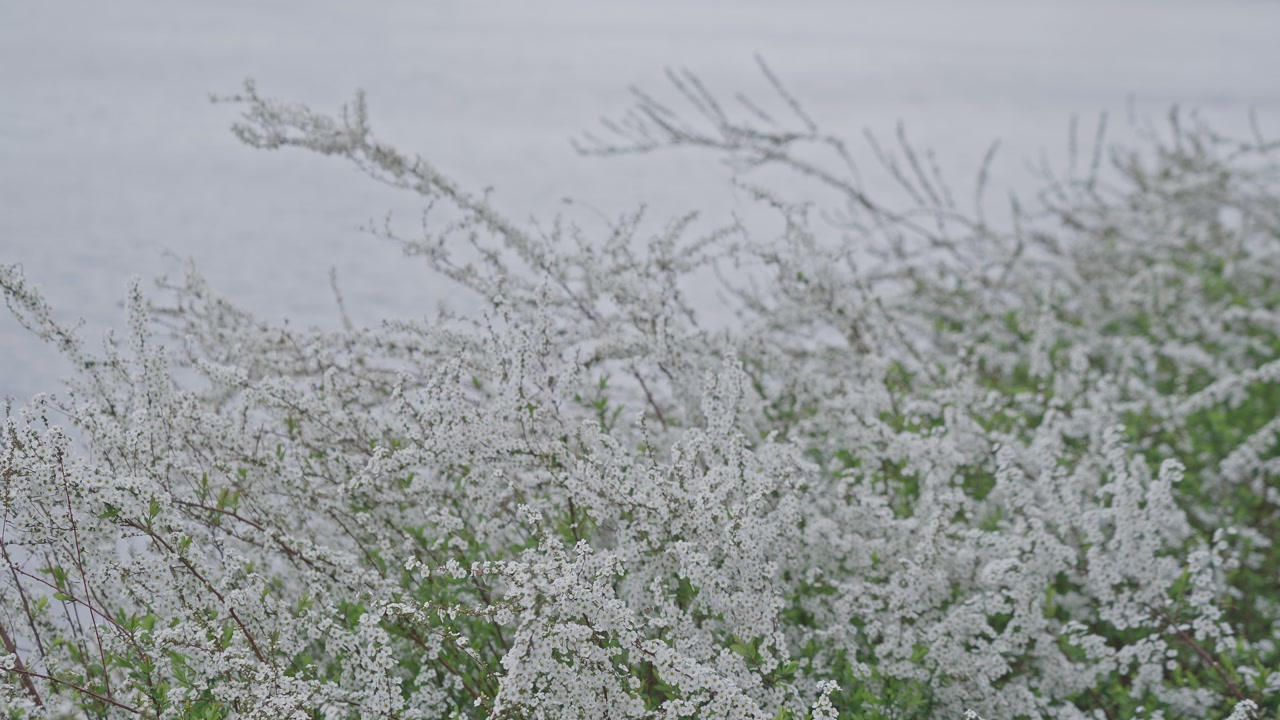 Dense clusters of tiny white blossoms on long branches dance gracefully in the wind against a soft, blurred background of a river or lake.