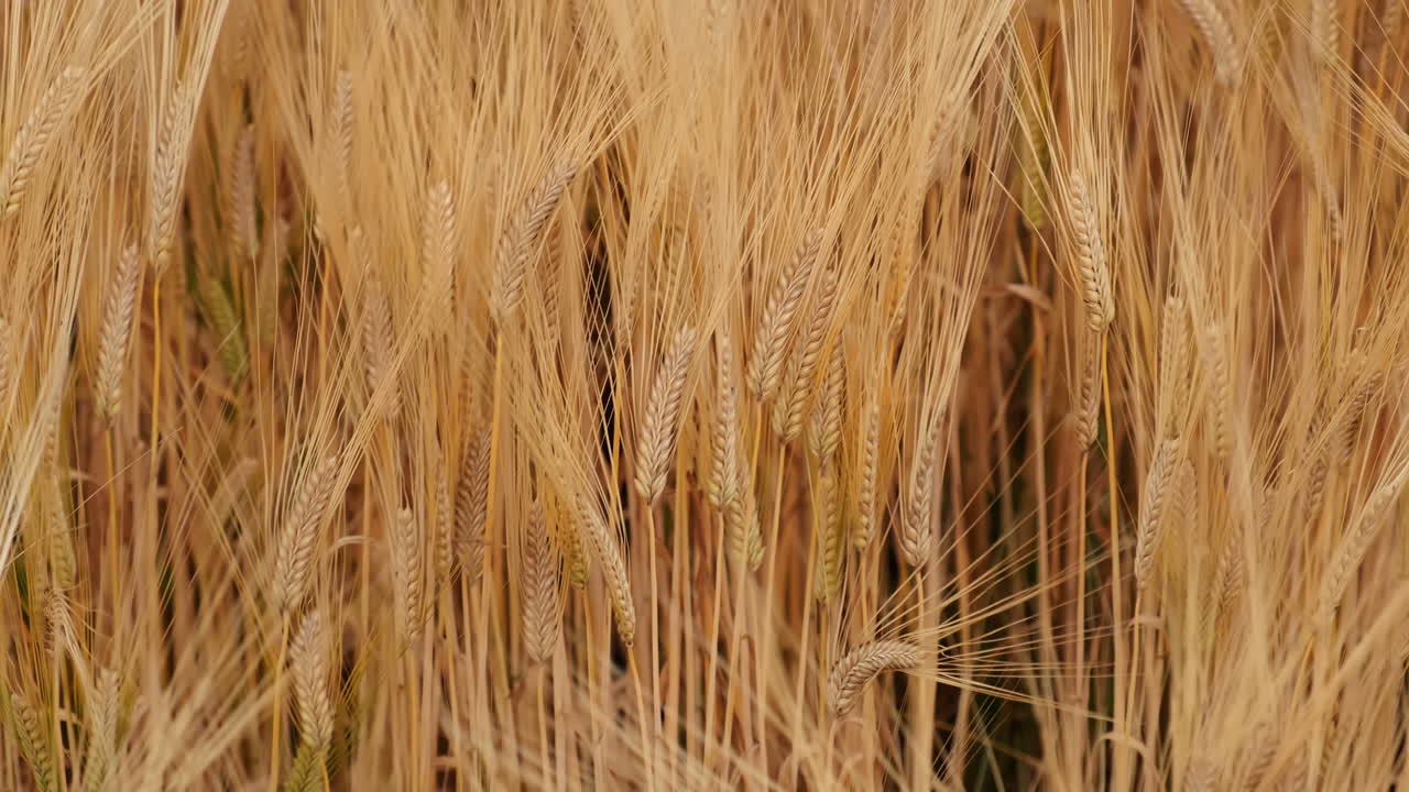 la cámara lenta de los campos de trigo dorados se balancea con el viento