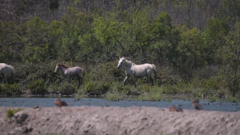 Herd-of-wild-Camargue-horses-with-foal-trotting-on-bushy-river-shore