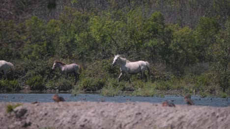 Manada-De-Caballos-Salvajes-De-Camargue-Con-Potro-Al-Trote-En-La-Tupida-Orilla-Del-Río