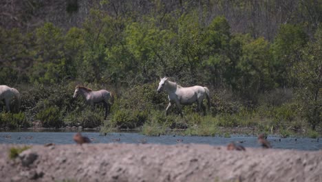 herd of wild camargue horses with foal trotting on bushy river shore