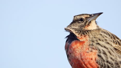 a portrait of a long-tailed meadowlark