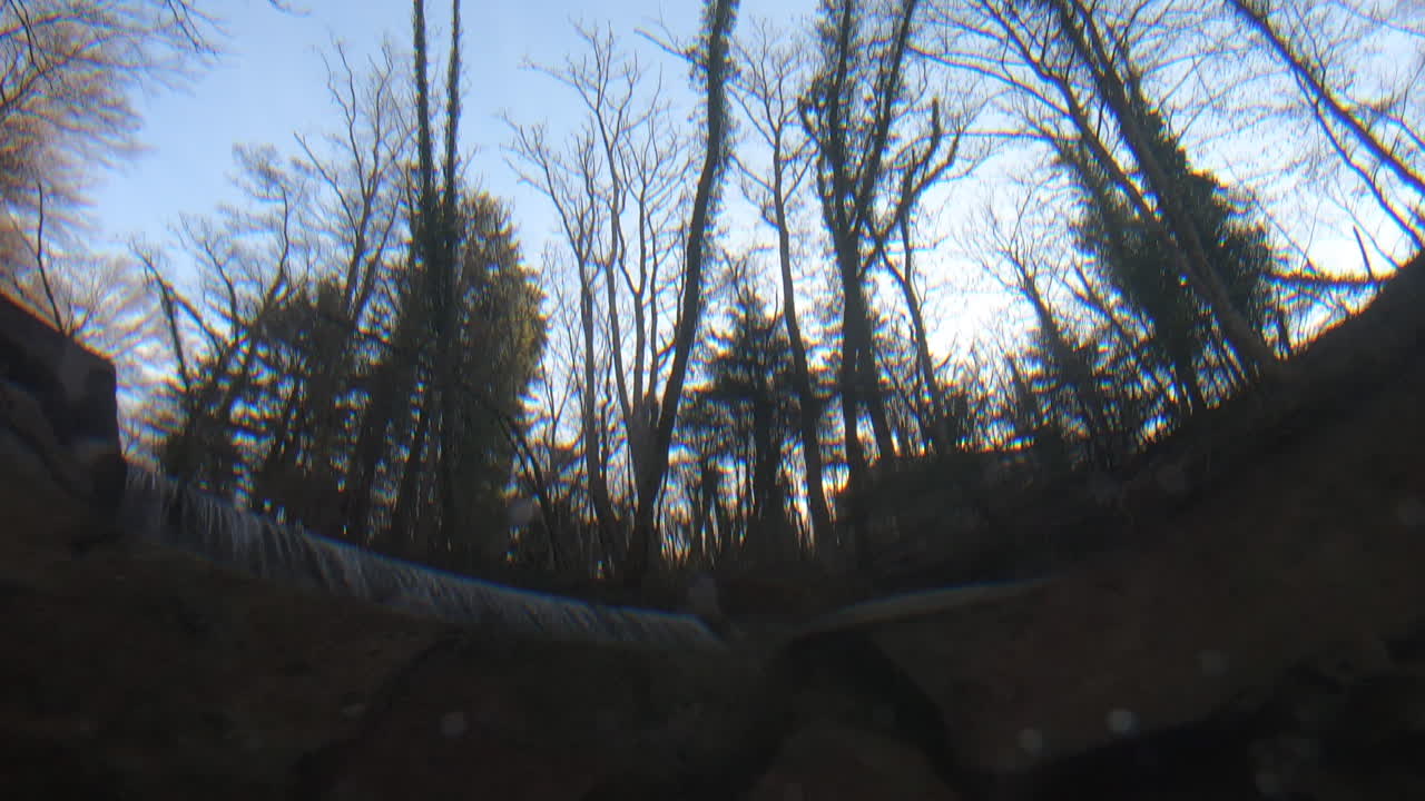 수중 영상: 물 때문에 스위스 숲의 물결에 있는 나무들