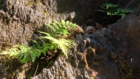 sunlight dances across ferns on a rocky surface.