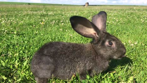 black rabbit in a sunny grassy field