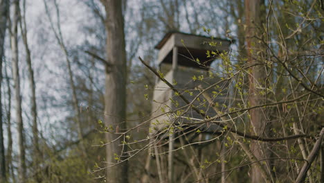 rack focus from branches on the hunting observation tower