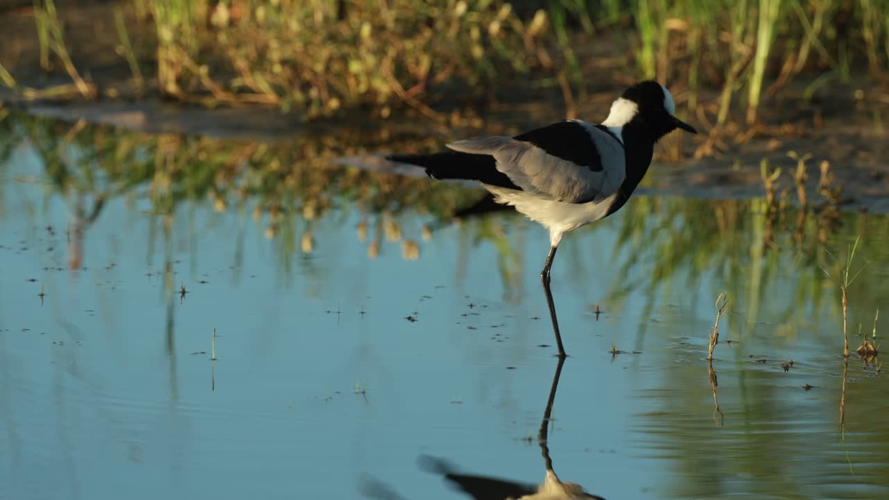 Burung kedidi pandai besi berdiri dengan satu kaki di air dangkal sambil membersihkan diri, Savuti Botswana