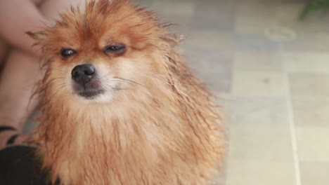 Sit-Wet-Dog-Gaze-at-Camera,-Look-Away,-Woman-Groom-Blow-Dry,-Handheld