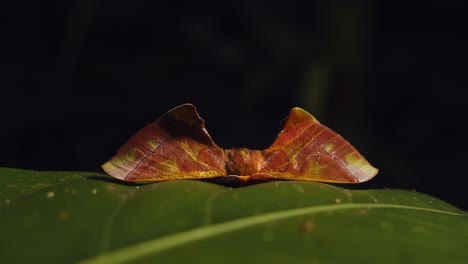 extreme closeup of moth with triangular wings belonging to the apatelodidae family at eye level