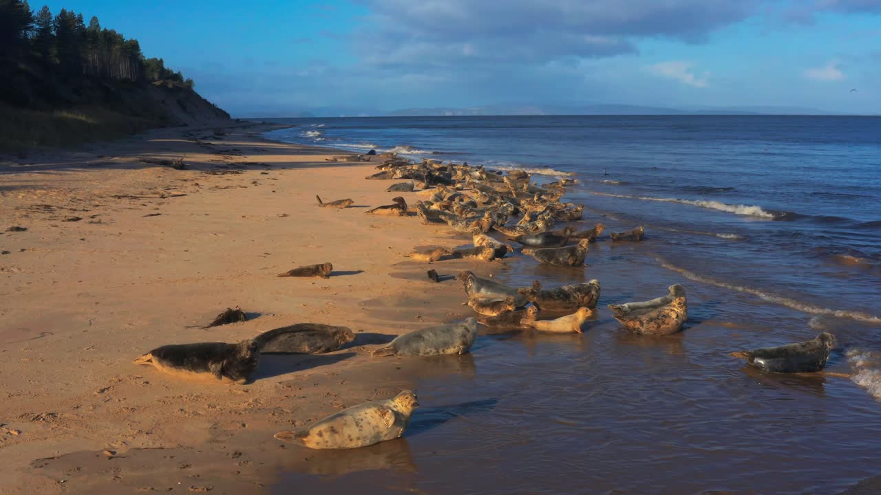 Fredelig strandscene med sæler og havbølger, droneoptagelse fra luften