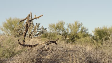 dry desert hilltop scene where a dove sits motionless on top of a cholla cactus skeleton 4k