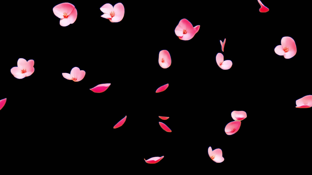 Floating delicate pink petals serene animated overlay, transparent 4K video, alpha channel, ProRes