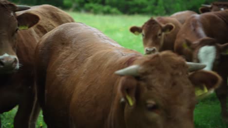 camera pan over a heard of beautiful brown cows looking at the camera and standing on a green meadow with forrest in the background