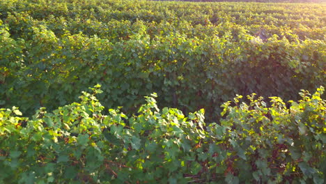 campo de agricultura de viñedo al atardecer