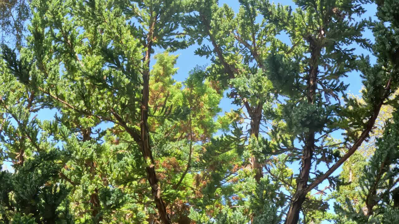 Low-angle view gazes upwards through the dense, green foliage of Eastern Red Cedar trees (Juniperus virginiana) with sunlight filters through the branches, highlighting the textures of the needles
