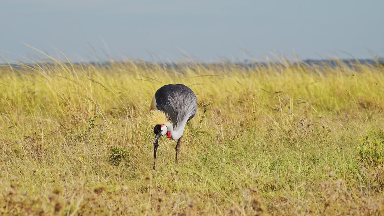 grises grúa coronada comiendo y pastando a través de las llanuras vacías y ventosas de la reserva nacional de maasai mara, kenia, áfrica aves de safari en masai mara north conservancy