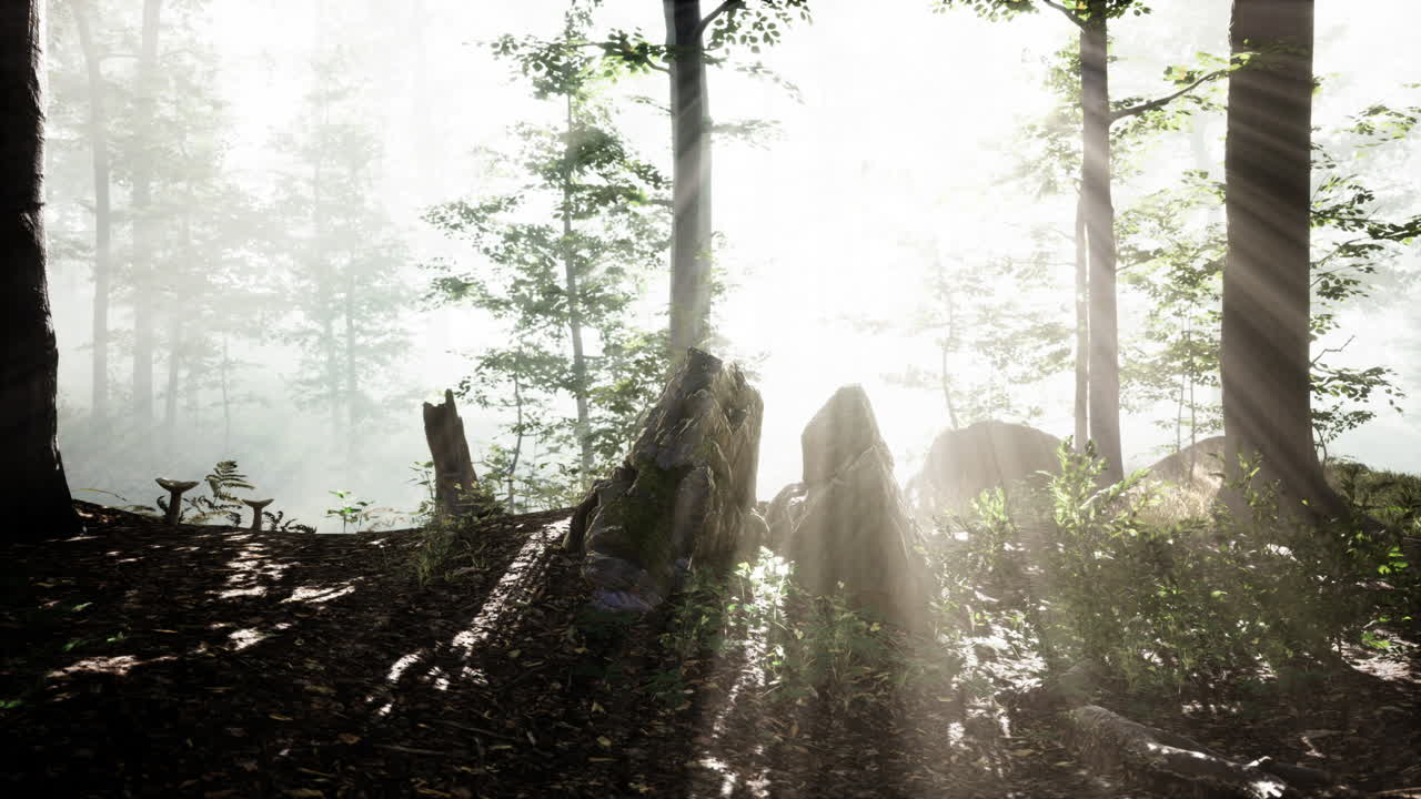 안개 숲을 가로질러 흐르는 빛