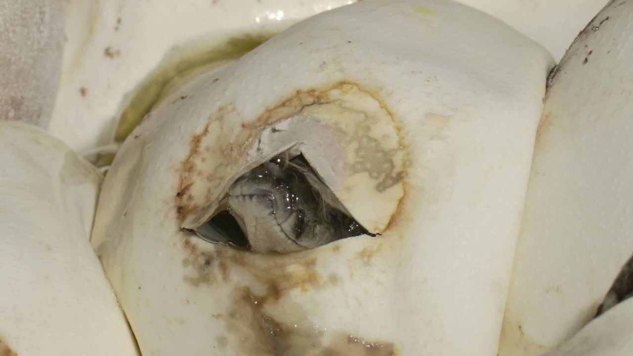 태어난 달걀 껍질을 통해 크래킹되는 뱀 비단뱀