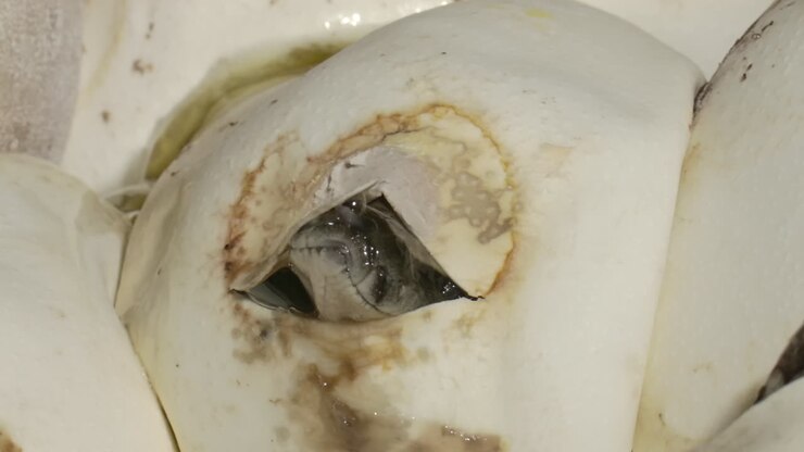Snake python cracking through egg shell being born