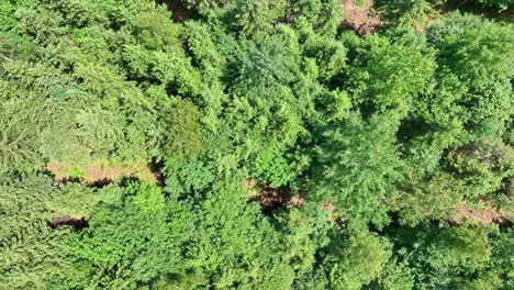 green treetops of the forest, aerial flight backwards top-down shot