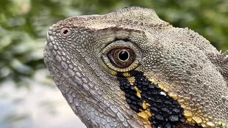 scaly and spiny crest australian water dragon, intellagama lesueurii alarmed by its surroundings, moving its eye and tilting its head at brisbane botanical garden, queensland, australia