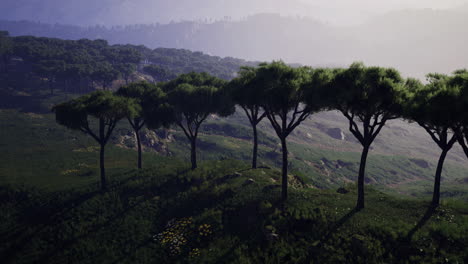 lush green landscape with unique trees on a hillside during morning light