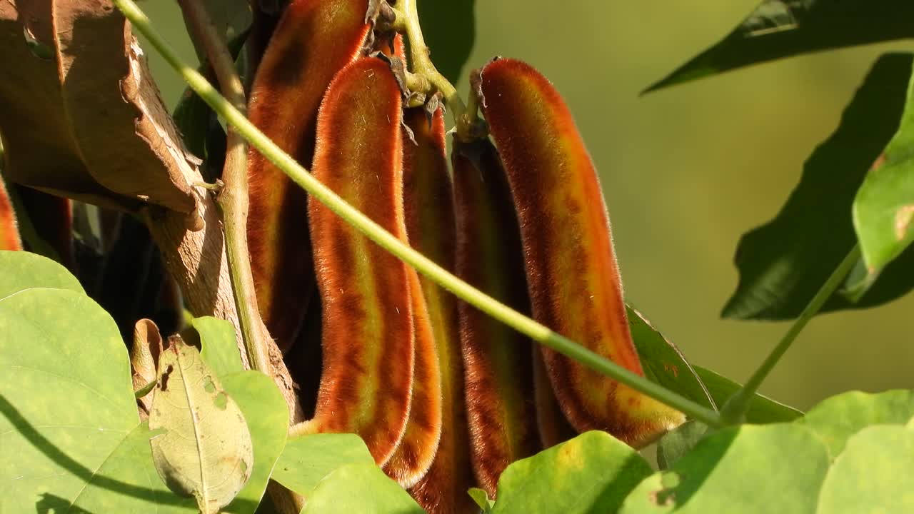 árbol de frijol terciopelo en el bosque