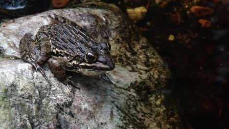 a large frog leaps off a rock next to a pool of water, close up