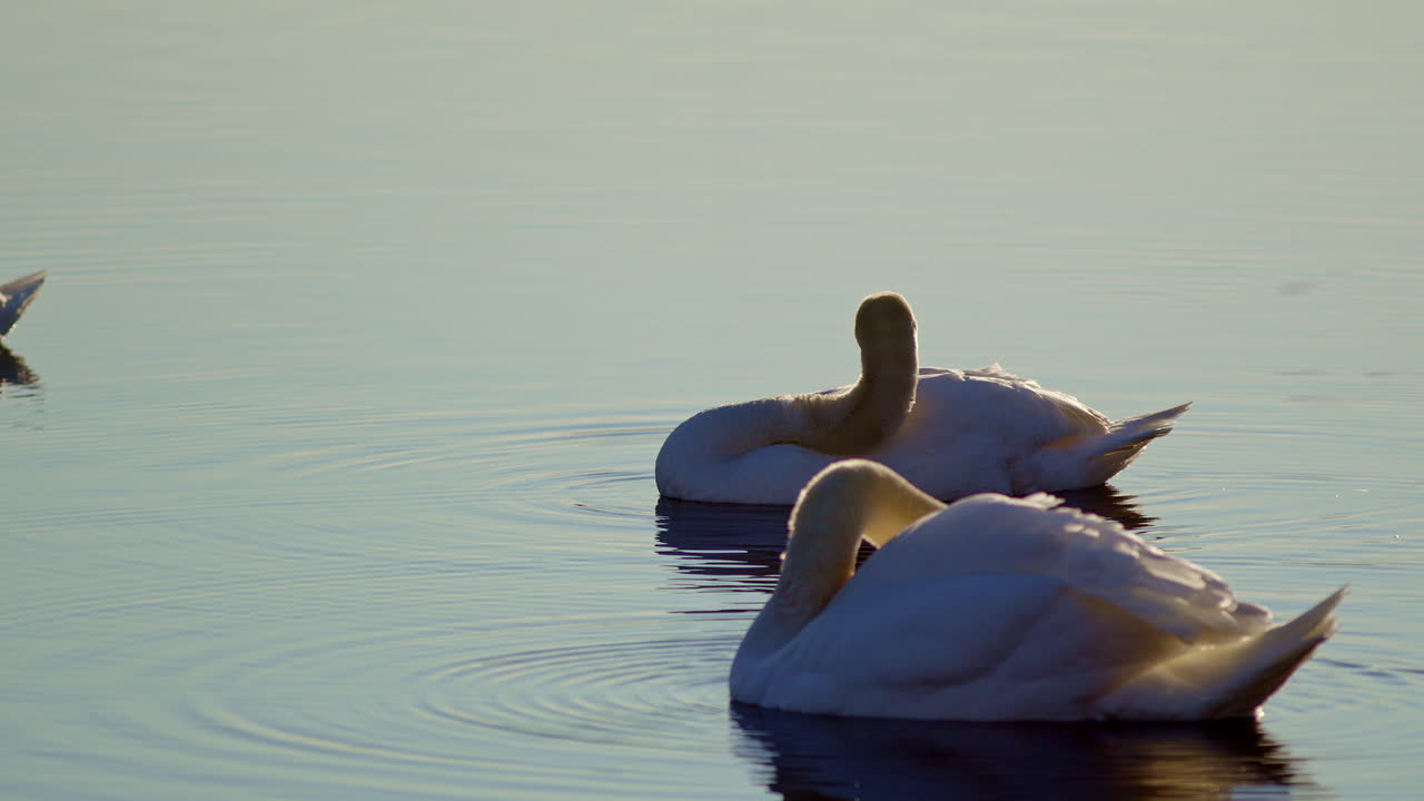 Slow-mo sunrise footage reveals sleepy swans waking to the morning light