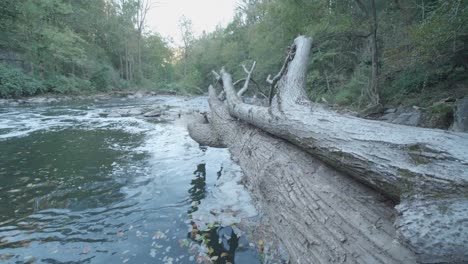 calm waters of the wissahickon creek, fallen tree